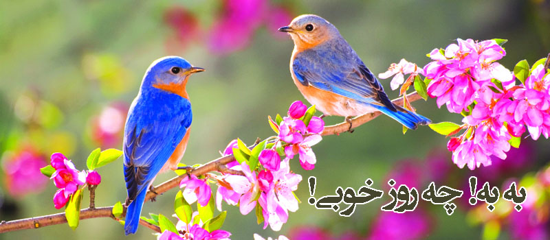 حسینی شاهرودی، طهور، تعریف افعال خدای متعال